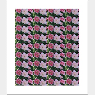 Pink Tulip Explosion Posters and Art